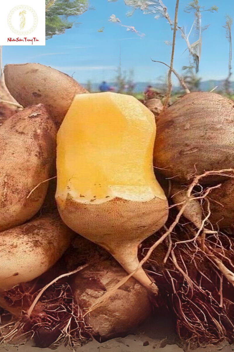 Mua củ sâm đất ở đâu?