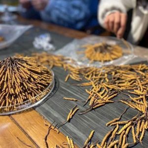 đông trùng tây tạng