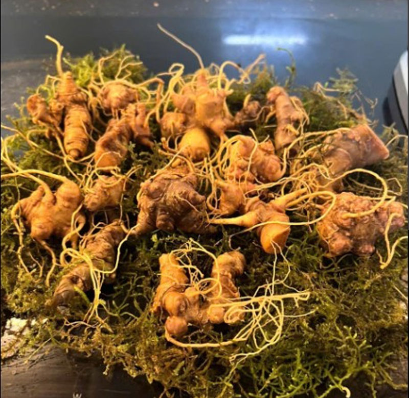 Cách ngâm sâm ngọc linh với mật ong và bảo quản