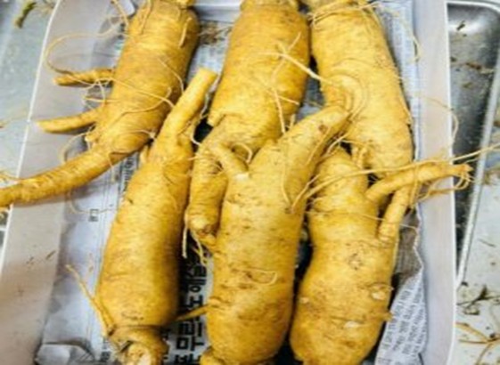 Cách ngâm sâm tươi